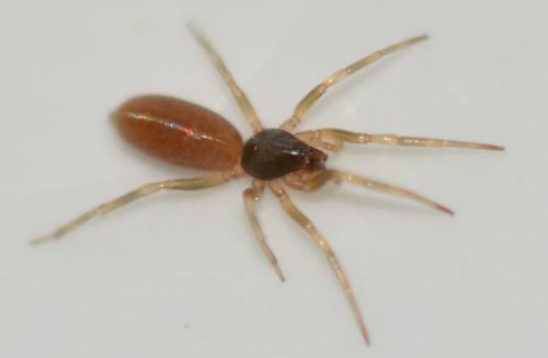 Harpactea hombergi